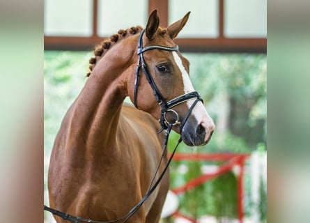 Oldenburger, Stute, 4 Jahre, 172 cm, Fuchs