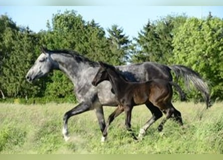 Oldenburger, Stute, 4 Jahre, 172 cm, Schimmel