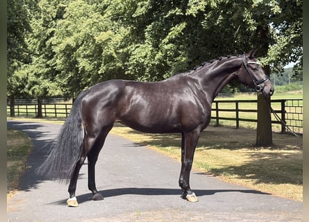 Oldenburger, Stute, 4 Jahre, 173 cm, Dunkelbrauner