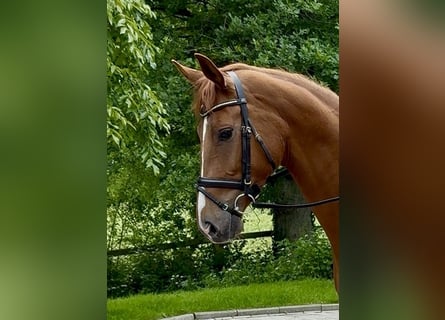 Oldenburger, Stute, 4 Jahre, 173 cm, Fuchs