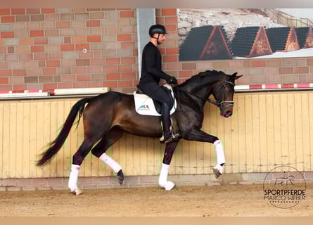 Oldenburger, Stute, 4 Jahre, 173 cm, Schwarzbrauner