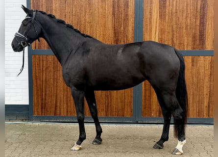 Oldenburger, Stute, 4 Jahre, 174 cm, Rappe