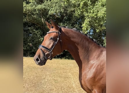 Oldenburger, Stute, 4 Jahre, 175 cm, Brauner