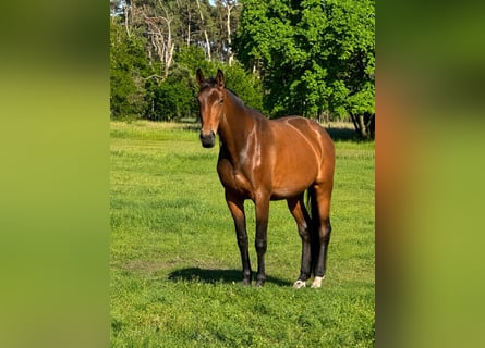 Oldenburger, Stute, 4 Jahre, 176 cm, Brauner