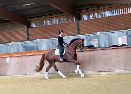 Oldenburger, Stute, 4 Jahre, 178 cm, Fuchs