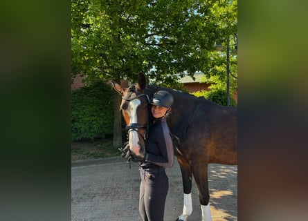 Oldenburger, Stute, 4 Jahre, Dunkelbrauner