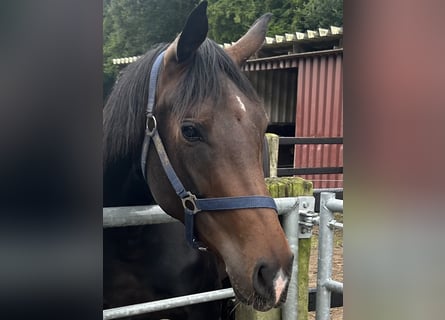 Oldenburger, Stute, 4 Jahre, Dunkelbrauner