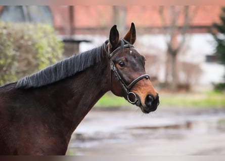 Oldenburger, Stute, 5 Jahre, 157 cm, Brauner