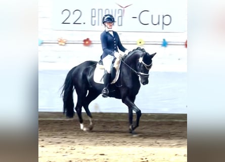 Oldenburger, Stute, 5 Jahre, 160 cm, Rappe