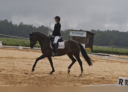 Oldenburger, Stute, 5 Jahre, 163 cm, Dunkelbrauner