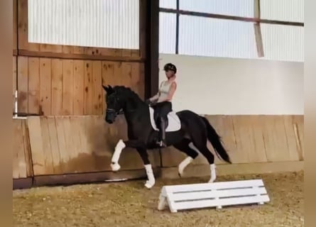 Oldenburger, Stute, 5 Jahre, 163 cm, Schwarzbrauner