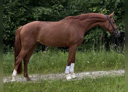 Oldenburger, Stute, 5 Jahre, 164 cm, Fuchs