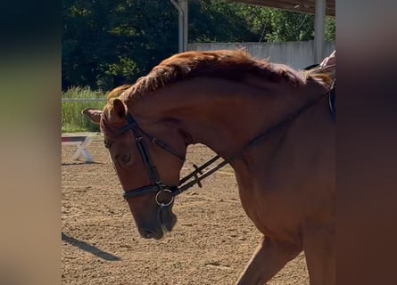 Oldenburger, Stute, 5 Jahre, 164 cm, Fuchs