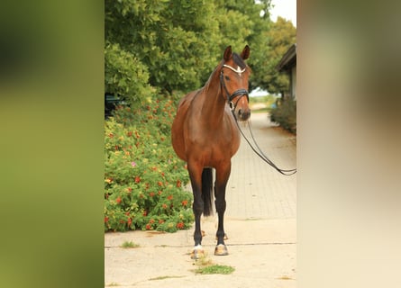 Oldenburger, Stute, 5 Jahre, 165 cm, Brauner