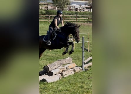 Oldenburger, Stute, 5 Jahre, 165 cm, Brauner