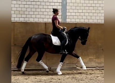 Oldenburger, Stute, 5 Jahre, 165 cm, Dunkelbrauner