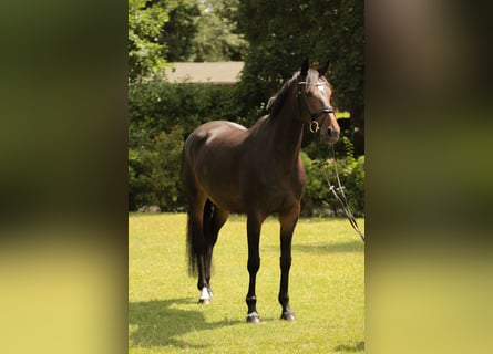 Oldenburger, Stute, 5 Jahre, 165 cm, Dunkelbrauner