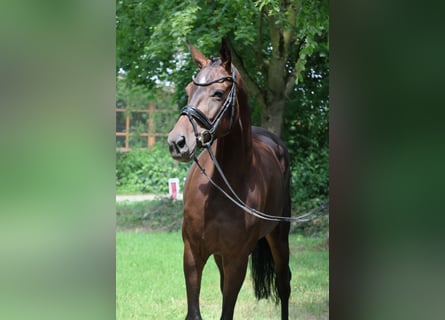 Oldenburger, Stute, 5 Jahre, 165 cm, Dunkelbrauner