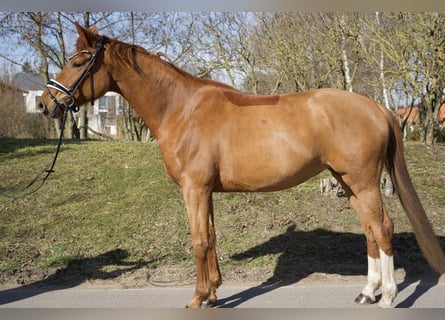 Oldenburger, Stute, 5 Jahre, 165 cm, Fuchs