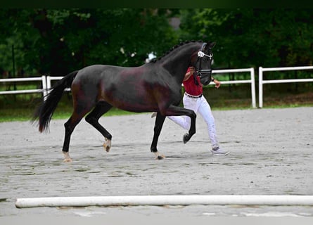 Oldenburger, Stute, 5 Jahre, 165 cm, Rappe