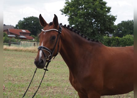 Oldenburger, Stute, 5 Jahre, 166 cm, Brauner