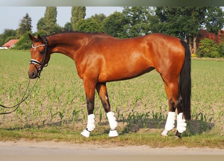 Oldenburger, Stute, 5 Jahre, 166 cm, Brauner