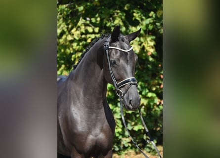 Oldenburger, Stute, 5 Jahre, 166 cm, Rappe