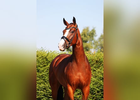 Oldenburger, Stute, 5 Jahre, 167 cm, Brauner