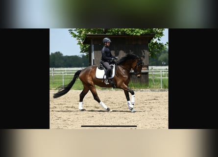 Oldenburger, Stute, 5 Jahre, 167 cm, Brauner