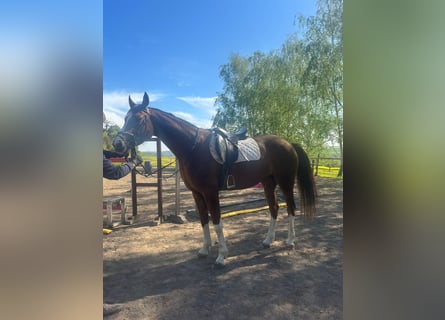 Oldenburger, Stute, 5 Jahre, 167 cm, Fuchs