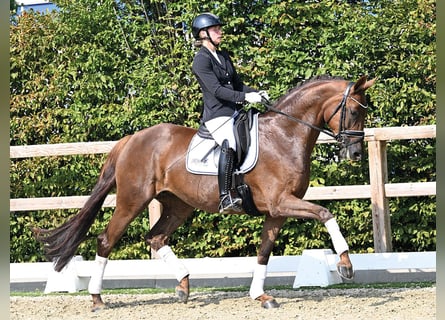 Oldenburger, Stute, 5 Jahre, 167 cm, Fuchs