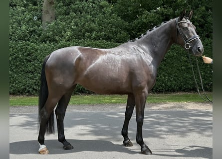 Oldenburger, Stute, 5 Jahre, 167 cm, Rappe