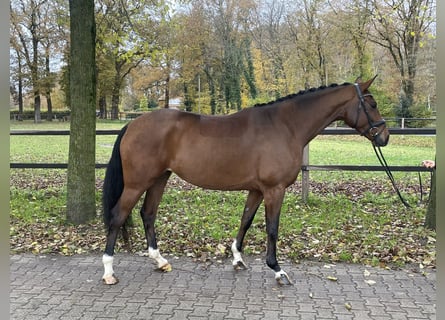 Oldenburger, Stute, 5 Jahre, 168 cm, Brauner