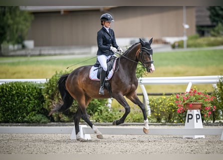 Oldenburger, Stute, 5 Jahre, 168 cm, Brauner