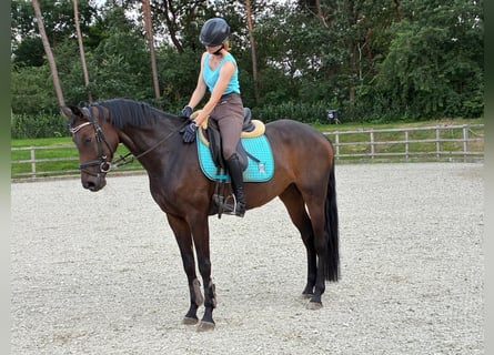 Oldenburger, Stute, 5 Jahre, 168 cm, Brauner