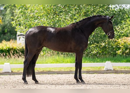 Oldenburger, Stute, 5 Jahre, 168 cm