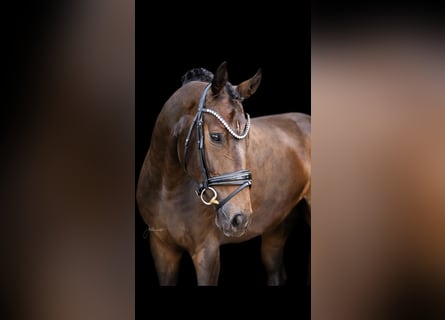 Oldenburger, Stute, 5 Jahre, 168 cm, Dunkelbrauner