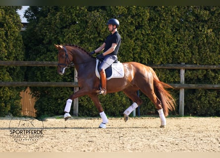 Oldenburger, Stute, 5 Jahre, 168 cm, Dunkelfuchs