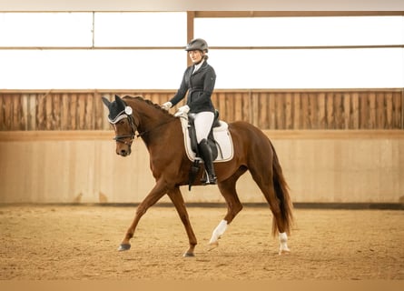 Oldenburger, Stute, 5 Jahre, 168 cm, Fuchs