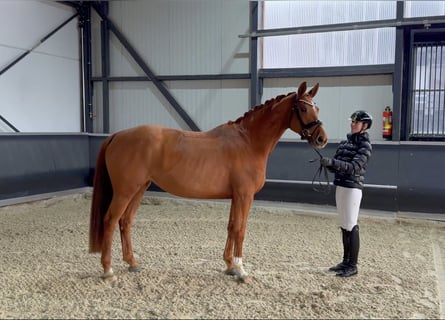 Oldenburger, Stute, 5 Jahre, 168 cm, Fuchs