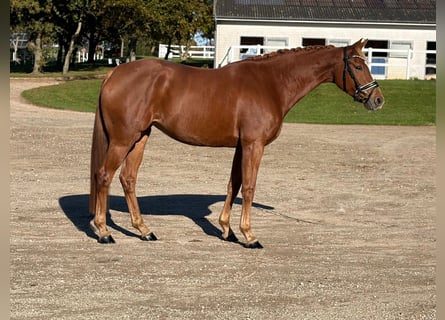 Oldenburger, Stute, 5 Jahre, 168 cm, Fuchs