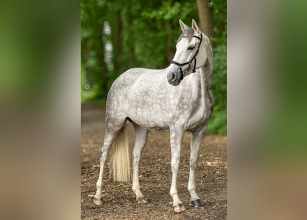 Oldenburger, Stute, 5 Jahre, 168 cm, Schimmel