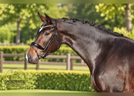 Oldenburger, Stute, 5 Jahre, 168 cm, Schwarzbrauner