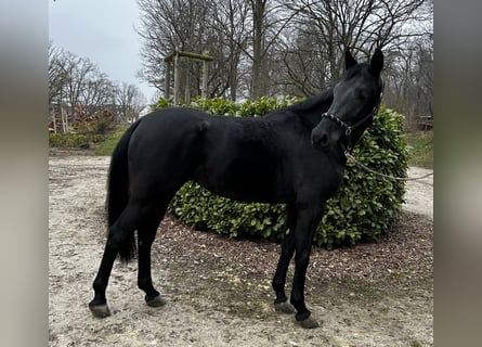 Oldenburger, Stute, 5 Jahre, 168 cm, Schwarzbrauner