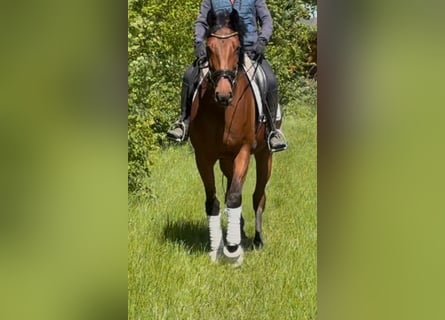Oldenburger, Stute, 5 Jahre, 169 cm, Brauner
