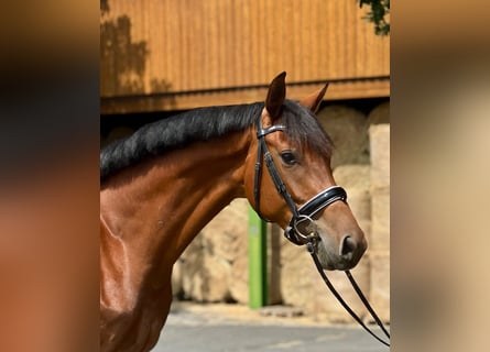 Oldenburger, Stute, 5 Jahre, 169 cm, Brauner