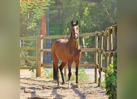 Oldenburger, Stute, 5 Jahre, 169 cm, Brauner