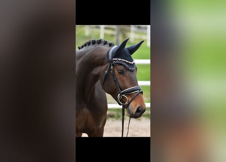 Oldenburger, Stute, 5 Jahre, 169 cm, Dunkelbrauner