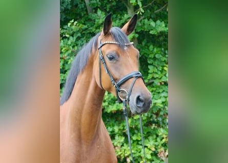 Oldenburger, Stute, 5 Jahre, 169 cm, Dunkelbrauner