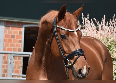 Oldenburger, Stute, 5 Jahre, 169 cm, Fuchs